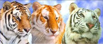 3 Tigers picture